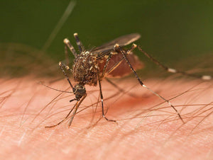 12 Pack Mosquito Repellent Bracelets, Waterproof Indoor/Outdoor